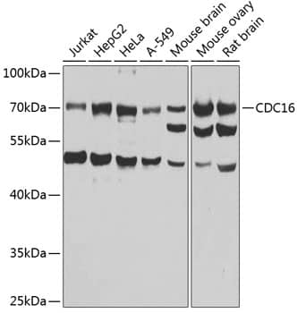 CDC16 Antibody