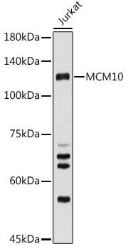 MCM10 Antibody