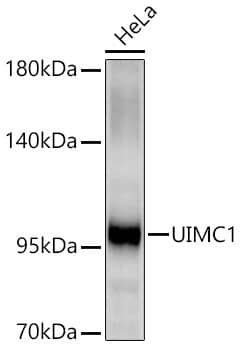 RAP80 Antibody