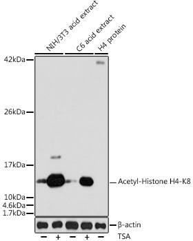 H4 Clustered Histone 1 [ac Lys8] Antibody