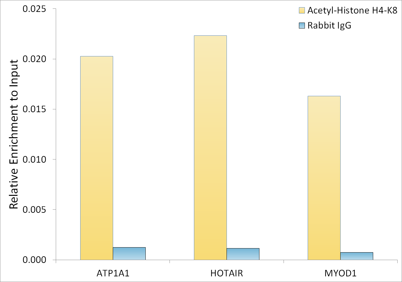 H4 Clustered Histone 1 [ac Lys8] Antibody
