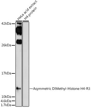 H4 Clustered Histone 1 [Asym-dimethyl Arg3] Antibody