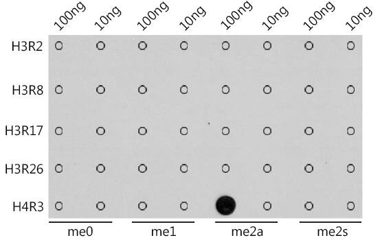 H4 Clustered Histone 1 [Asym-dimethyl Arg3] Antibody