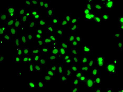 HMG20A Antibody