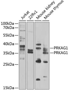 AMPK gamma 1 Antibody