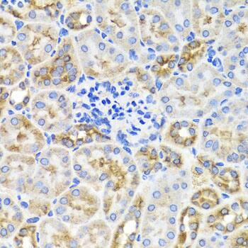 AMPK gamma 1 Antibody