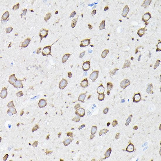 EEF1A2 Antibody