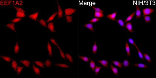 EEF1A2 Antibody