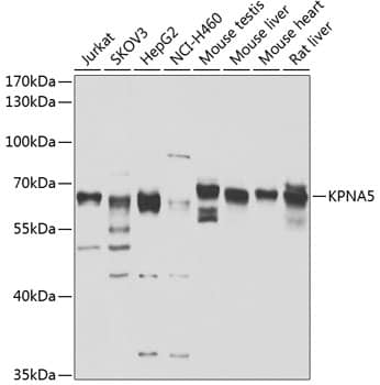 KPNA5 Antibody