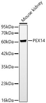 PEX14 Antibody