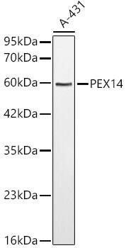 PEX14 Antibody