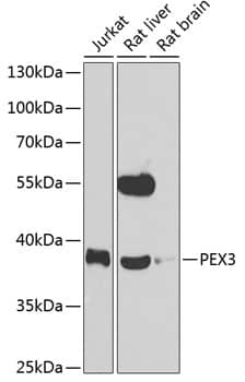 PEX3 Antibody