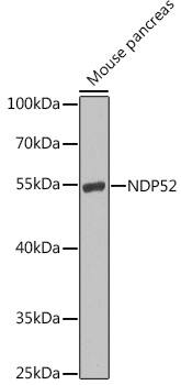 NDP52 Antibody