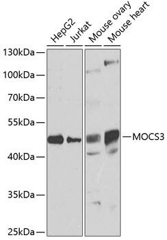 MOCS3 Antibody