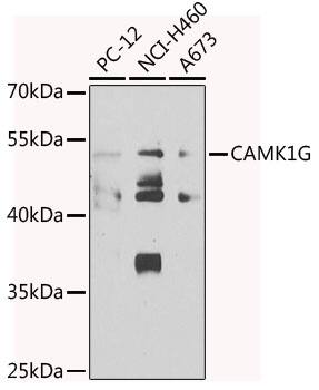 CaMKI gamma Antibody