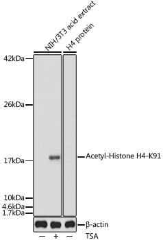 H4 Clustered Histone 1 [ac Lys91] Antibody