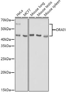 Orai1 Antibody