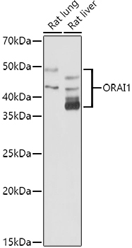 Orai1 Antibody