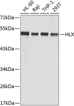 HLX1 Antibody