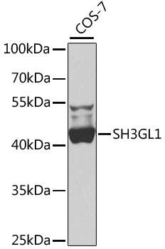 EEN Antibody