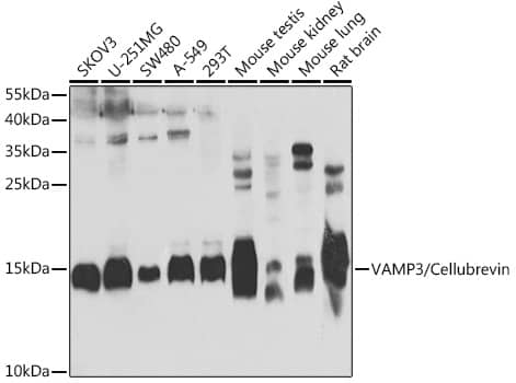 VAMP3/Cellubrevin Antibody