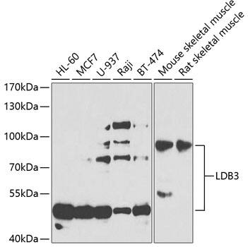 LDB3 Antibody