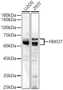 FBXO7 Antibody