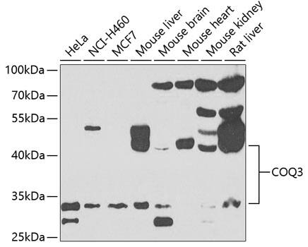 COQ3 Antibody