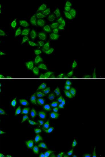 COQ3 Antibody