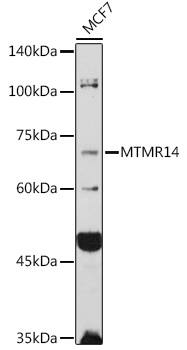 MTMR14 Antibody