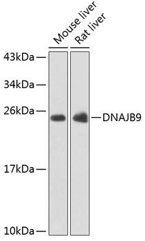 MDG1 Antibody