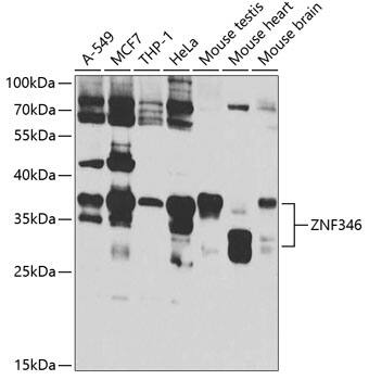 ZNF346 Antibody