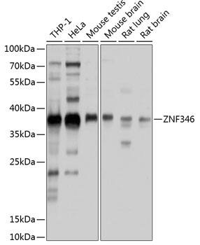 ZNF346 Antibody