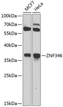 ZNF346 Antibody