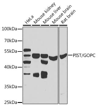 PIST Antibody