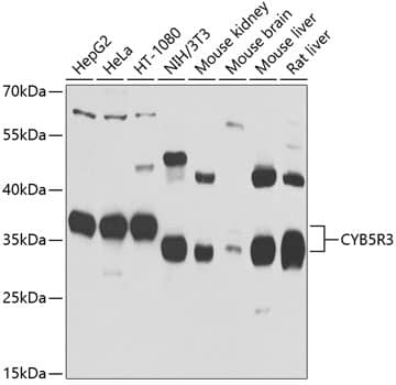 CYB5R3 Antibody