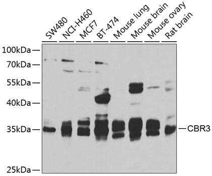 CBR3 Antibody