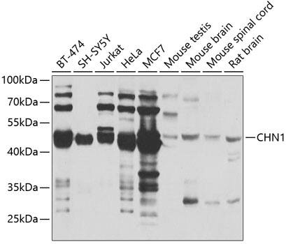 CHN 1 Antibody