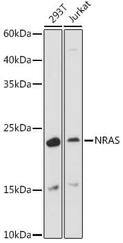 NRAS Antibody