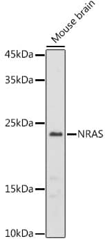 NRAS Antibody