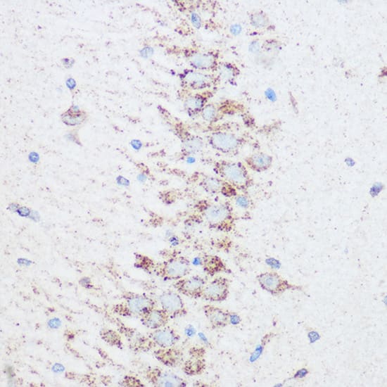 SIRT4 Antibody