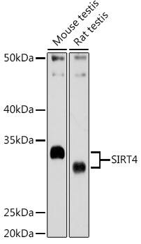 SIRT4 Antibody