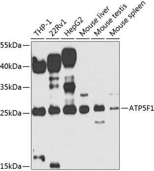 ATP5F1 Antibody