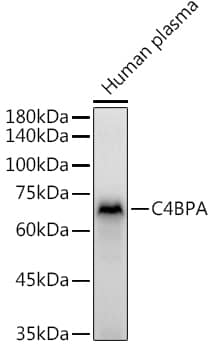 C4 binding protein A Antibody