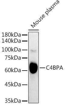 C4 binding protein A Antibody