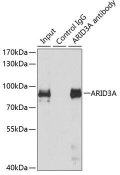 DRIL1 Antibody