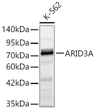 DRIL1 Antibody