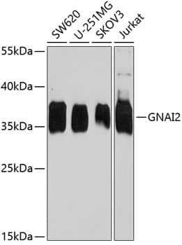 G protein alpha Inhibitor 2 Antibody