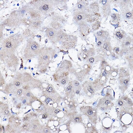 HspA6 Antibody