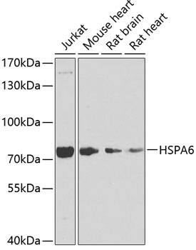 HspA6 Antibody